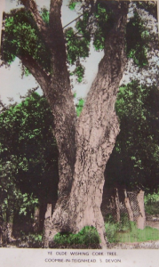 POSTCARDWISHINGCORK TREE COOMBE IN TEIGNHEAD S DEVON
